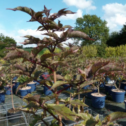 Sambucus nigra 'Eiffel 1' BLACK TOWER' - Sureau noir