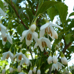 Styrax japonica 'Snow Cone' - Styrax japonais