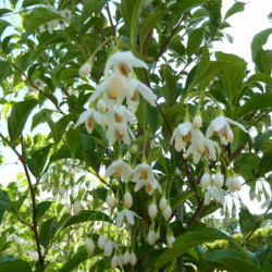Styrax japonica 'Snow Cone' - Styrax japonais