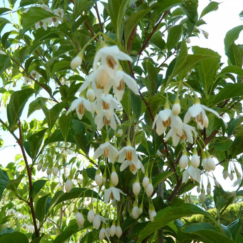 Styrax japonica 'Snow Cone' - Styrax japonais