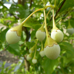 Styrax japonica 'Snow Cone' - Styrax japonais