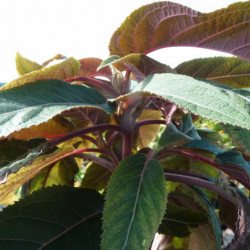 Hydrangea aspera 'Hot chocolate' ® - Hortensia brun