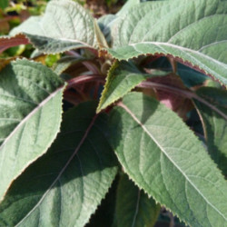 Hydrangea aspera 'Hot chocolate' ® - Hortensia brun