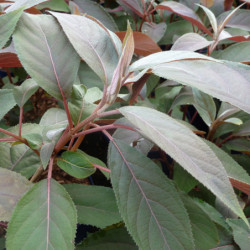 Hydrangea aspera 'Hot chocolate' ® - Hortensia brun