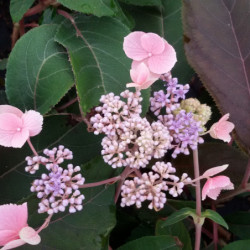 Hydrangea aspera 'Hot chocolate' ® - Hortensia brun