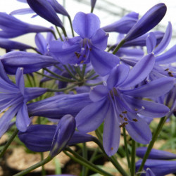 agapanthe brilliant blue