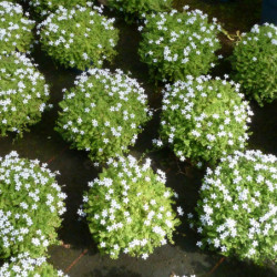Isotoma fluviatilis
