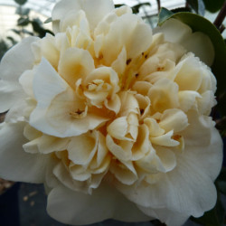 Camellia japonica Brushfield's Yellow