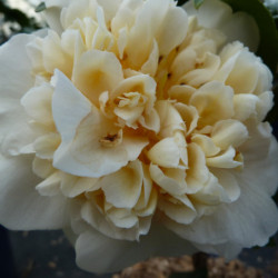 Camellia japonica Brushfield's Yellow