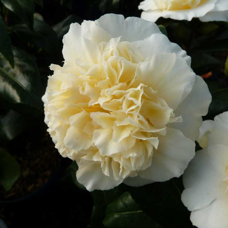 Camellia japonica Brushfield's Yellow