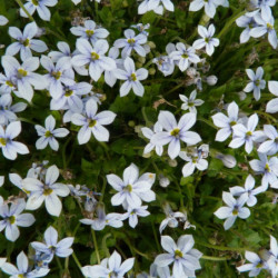 Isotoma fluviatilis