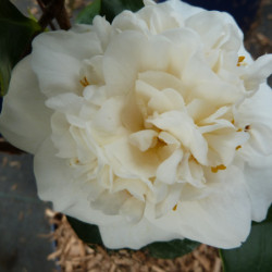 Camellia japonica ‘Nobilissima’