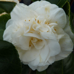 Camellia japonica ‘Nobilissima’