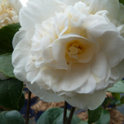 Camellia japonica ‘Nobilissima’