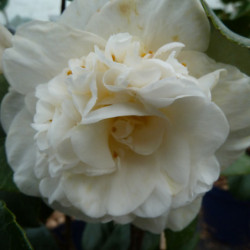 Camellia japonica ‘Nobilissima’
