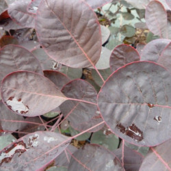 Cotinus coggygria ‘Lilla’ - Arbre à perruque nain.