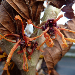 Hamamelis × intermedia ‘Aphrodite’