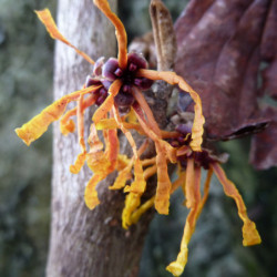 Hamamelis × intermedia ‘Aphrodite’