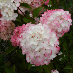Hydrangea paniculata Fraise Melba
