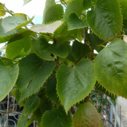 Tilia tomentosa 'Arnold Select'