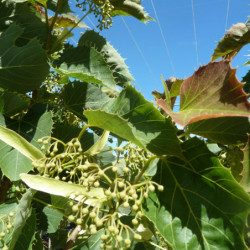 Tilia tomentosa 'Arnold Select'