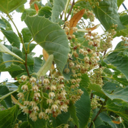 Tilia tomentosa 'Arnold Select'