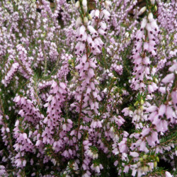 Erica arborea 'Mediterranea' - Bruyère