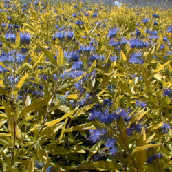 Caryopteris × clandonensis ‘Worcester Gold’