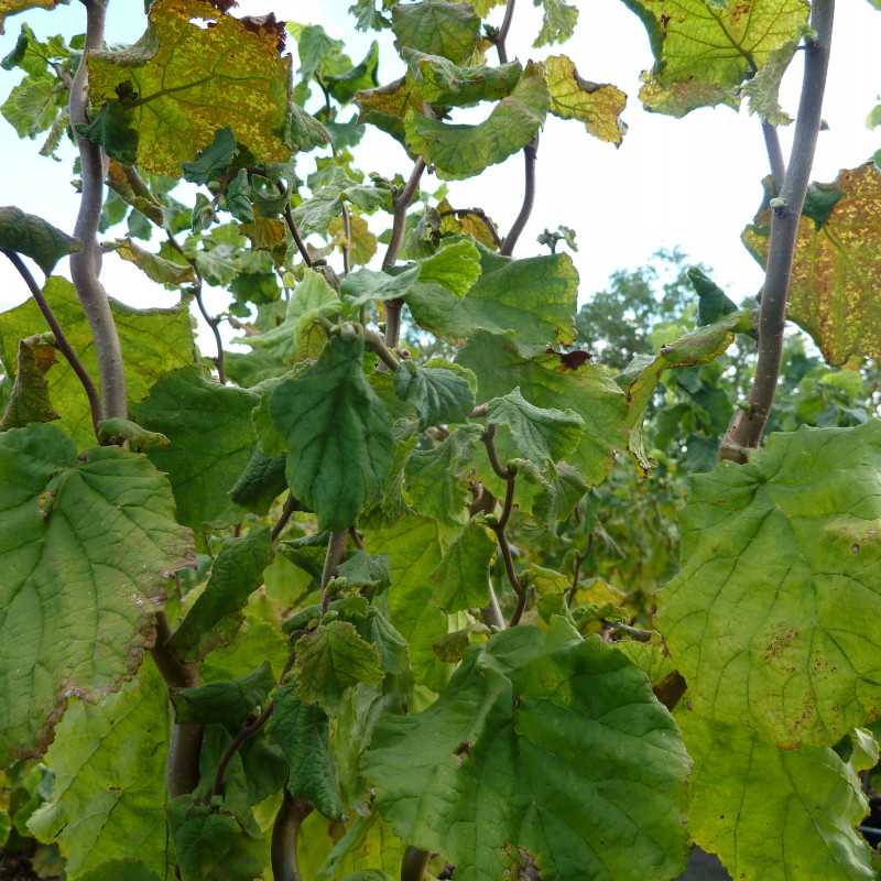 Corylus avellana 'Twister' - Noisetier