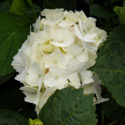 Hydrangea macrophylla Mme Emilie Mouillère