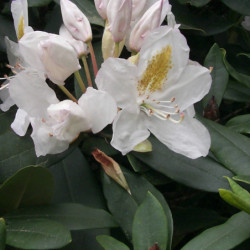 Rhododendron 'Cunningham White'
