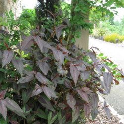 Persicaria microcephala 'Red Dragon'