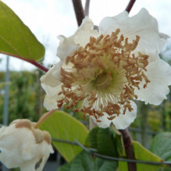 Actinidia deliciosa Tomuri
