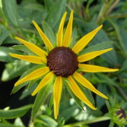 Rudbeckia fulgida ‘Little Goldstar’