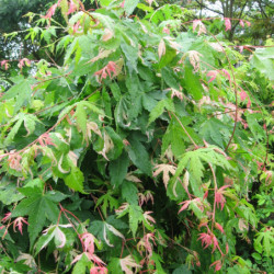 Acer palmatum Oridono nishiki