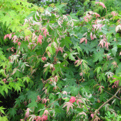 Acer palmatum Oridono nishiki