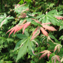 Acer palmatum Oridono nishiki
