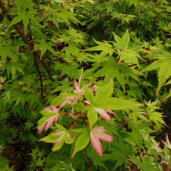 Acer palmatum Oridono nishiki