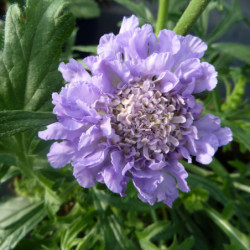 Scabiosa columbaria 'Butterfly Blue'