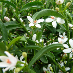 Eriostemon myoporoides
