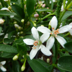 Eriostemon myoporoides
