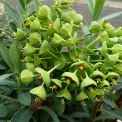 Euphorbia characias ‘Blue Wonder’ - Euphorbe des garrigues