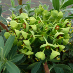 Euphorbia characias ‘Blue Wonder’ - Euphorbe des garrigues
