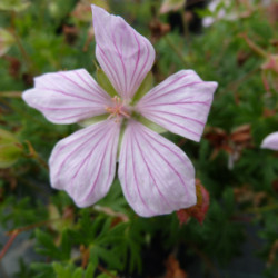 Geranium sanguineum 'Pink Pouffe'