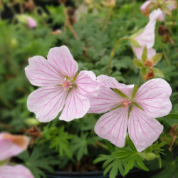 Geranium sanguineum 'Pink Pouffe'