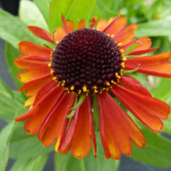 Helenium ‘Short ‘n’ Sassy’ - Hélénie d'automne