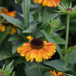 Helenium ‘Short ‘n’ Sassy’ - Hélénie d'automne