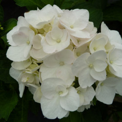 Hydrangea macrophylla Soeur Thérèse