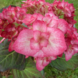 Hydrangea macrophylla 'Miss Saori' ® -  'H2002' - Hortensia