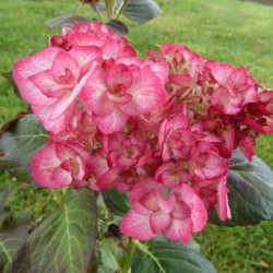 Hydrangea macrophylla 'Miss Saori' ® -  'H2002' - Hortensia